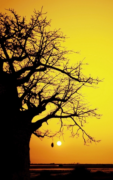 Baobab Tree